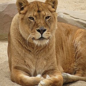 African Lioness