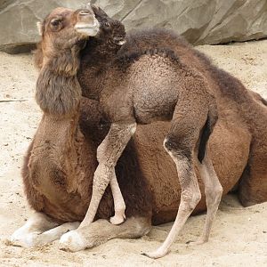 Dromedaries