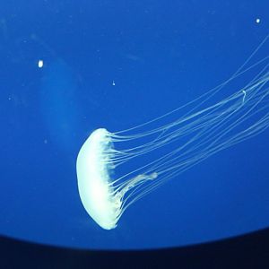 Atlantic Sea Nettle