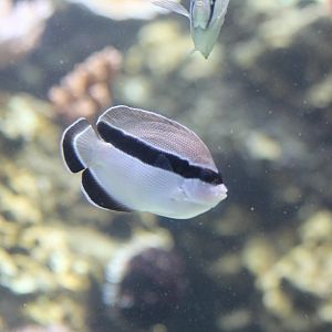 Bandit Angelfish