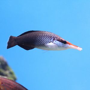 Birdnose Wrasse female