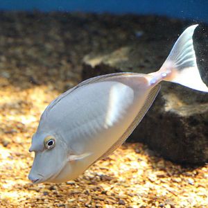 Bluespine Unicornfish