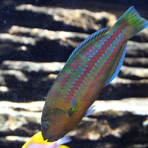 Christmas Wrasse