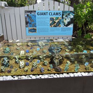 Giant Clam display