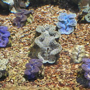 Giant Clam nursery