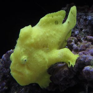 Commersons Frogfish juvenile
