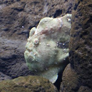Commersons Frogfish adult