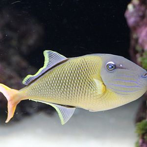 Crosshatch Triggerfish