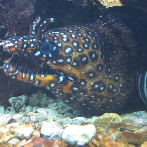 Dragon Moray