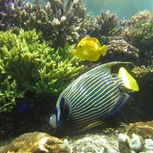 Emperor Angelfish and Yelow Tang in outdoor aquarium