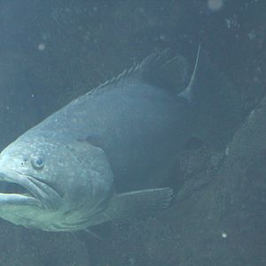 Giant Grouper