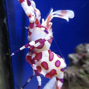 Harlequin Shrimp