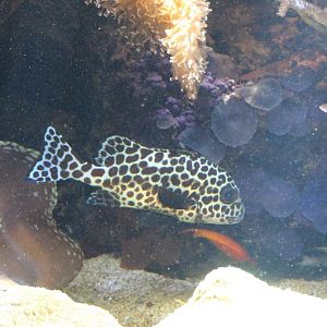 Harlequin Sweetlips