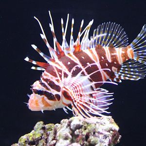 Hawaiian Lionfish