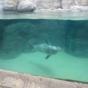Hawaiian Monk Seal exhibit