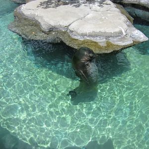 Hawaiian Monk Seal exhibit