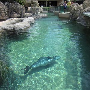 Hawaiian Monk Seal exhibit