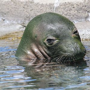 Hawaiian Monk Seal