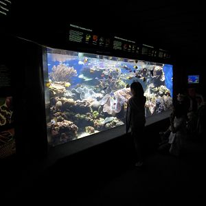Coral Reef display