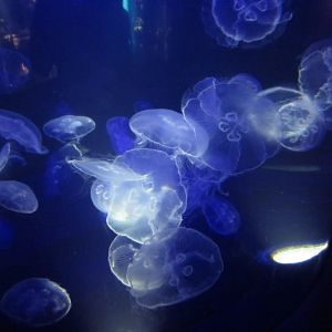 Moon Jellies