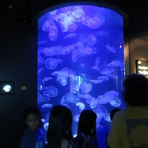 Moon Jelly display