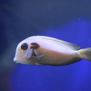 Lieutenant Surgeonfish