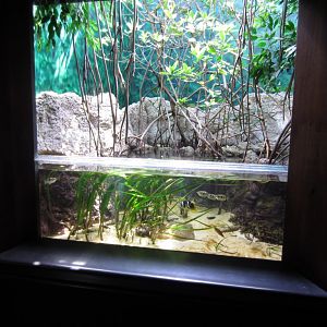 Mangrove display