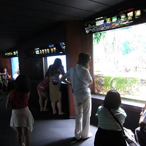 Mangrove display viewing