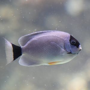 Masked Angelfish female