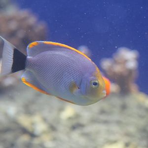 Masked Angelfish male
