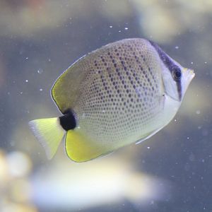 Milletseed Butterflyfish
