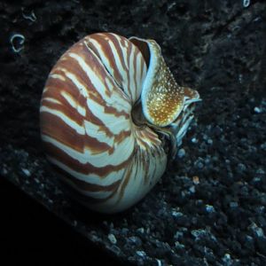 Nautilus
