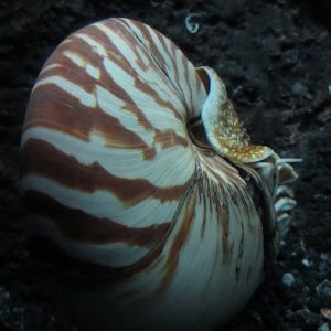 Nautilus