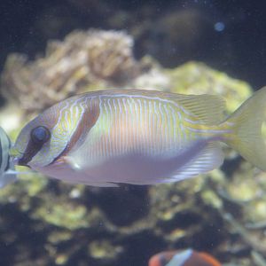 Scribbled Rabbitfish