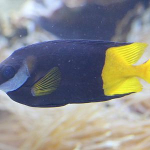 Fiji Rabbitfish