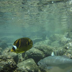 Raccoon Butterflyfish and Reticulated Flagtail in outdoor tidepool