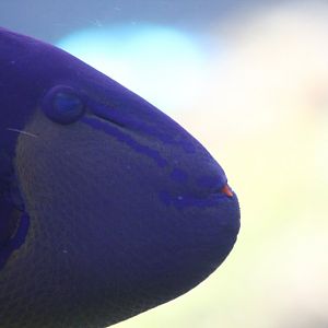 Redtooth Triggerfish