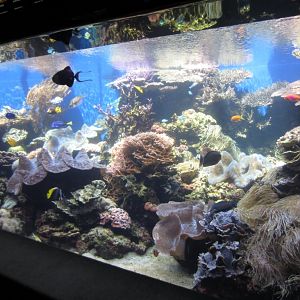 Coral Reef display