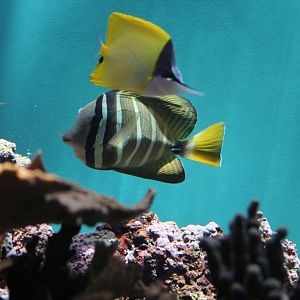 Sailfin Tang and Forcepsfish