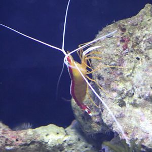 Scarlet Cleaner Shrimp