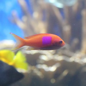 Squareblock Anthias