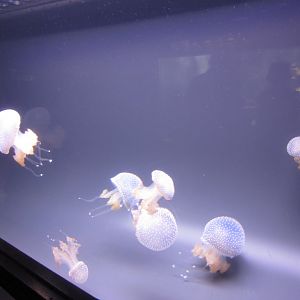 Whitespotted Jellies