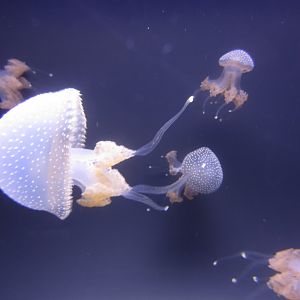 Whitespotted Jellies