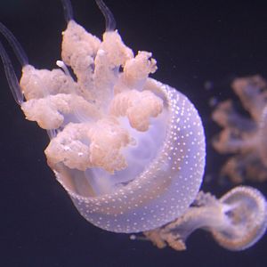 Whitespotted Jellies
