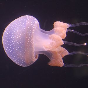 Whitespotted Jelly