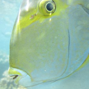 Yellowfin Surgeonfish in outdoor tidepool