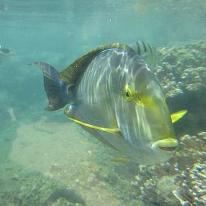 Yellowfin Surgeonfish in outdoor tidepool
