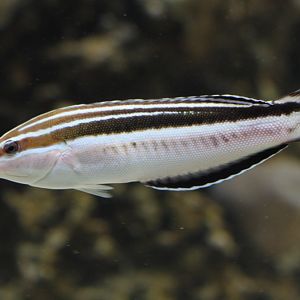 Yellowstriped Coris