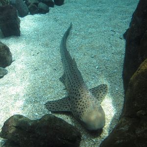 Zebra Shark (aka leopard Shark)