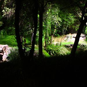 Tram Ride - Asian Lion exhibit